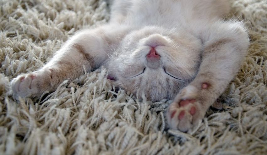 kitten in carpet